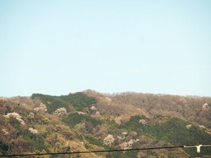 生駒山の山頂近くの山桜