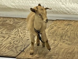 ふれあいコーナーの茶色っぽいやぎさん