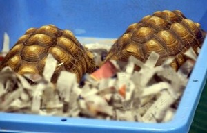 ふれあいファームのケヅメリクガメさん(