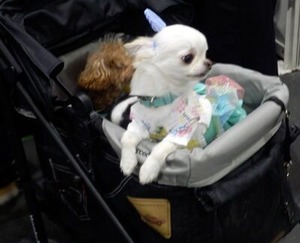 会場内に居たチワワとトイプー