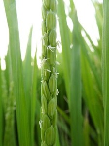 �餭�Ϥ᤿��β�