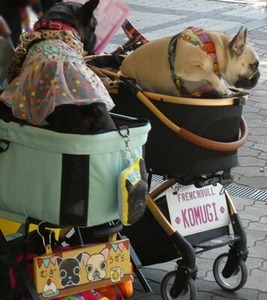 お洒落したブヒちゃんたち