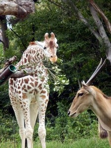 �����Υϥ륫�������ȥ������Υ����ɤ���