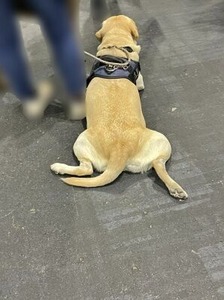 くつろぐラブちゃん