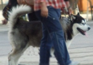 会場外の広場にいたハスキー