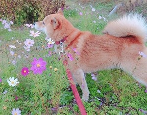 コスモス畑に入った柴犬のかぶ君