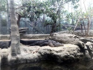 �����ե��Υ�ˤ���