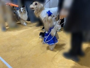 大運動会直後のワンちゃん達