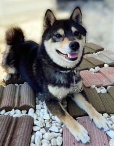 係留場所で寝そべる黒柴犬のゆず君
