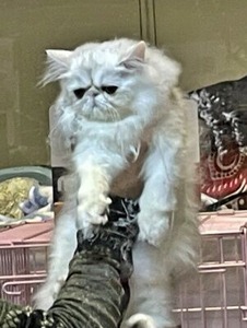 審査員による評価中の猫さん