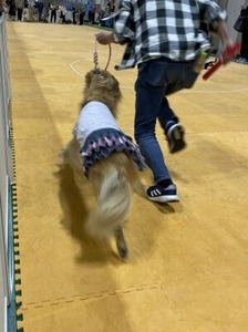 ワンちゃん大運動会の様子