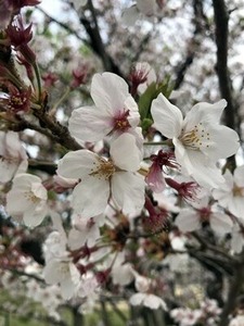 散り染めのソメイヨシノ桜