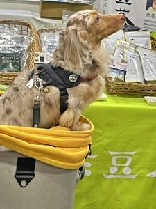 ナタマメ茶を待つダックスフントちゃん