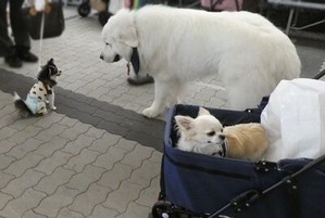 チワワとピレネー犬
