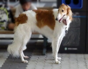 会場の外にいたボルゾイ1