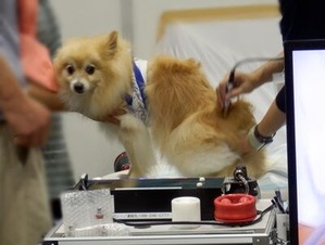 筋膜はがし体験をしているワンちゃん