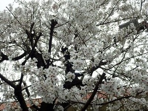 満開間際のソメイヨシノ桜
