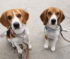 ビーグル犬のハリー君とリオンちゃん