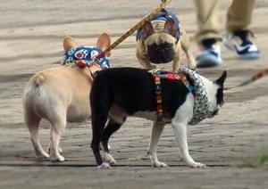 会場の外にいたフレブルちゃん達