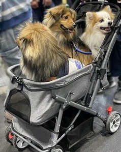 カートに乗るミックスワンコたち