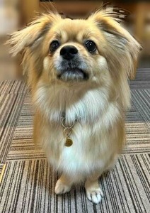 しし丸君からの首輪を付けたとら吉くん