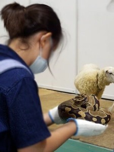 ふれあいファームのヘビさん