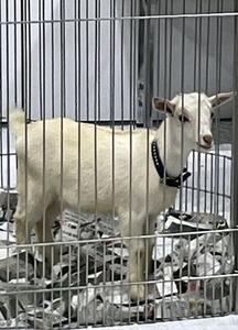 ふれあいファームの子ヤギ