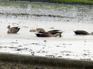 ���첣���Ĥ�ܤˤ�ä��褿���륬��η���