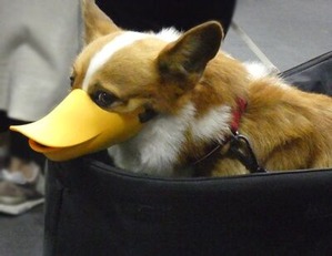 アヒルくちわをしたコーギー