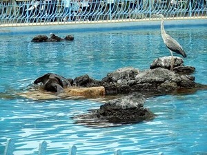 �������ܤ륢����