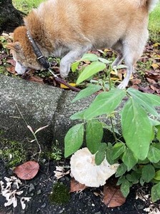 ���⥳�����������Ƥ��������������饫������
