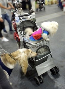会場内で見たアフガンと小型犬たち