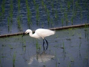 ����β����Ĥ�ܤ��褿�򤤥���