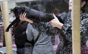 審査中の黒猫