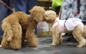 会場内にいたトイプードル1