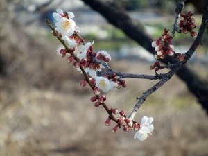 白梅の花