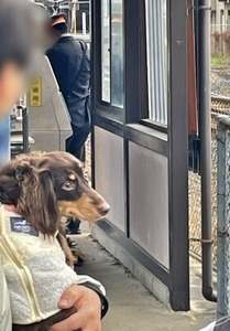 踏切が開くのを待つダックスちゃん