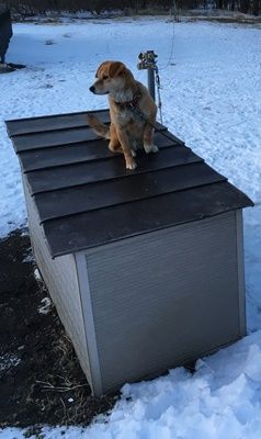 元気すぎるミックス犬用に係留用チェーンをお作りしました 鎖屋兄弟の奮闘記