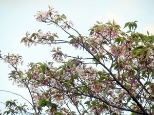 まだ咲き続けている大阪東部のソメイヨシノの桜