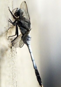 ��������ȥ�ܤ���