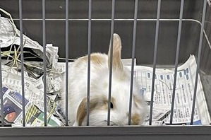ふれあいファームのうさぎさん