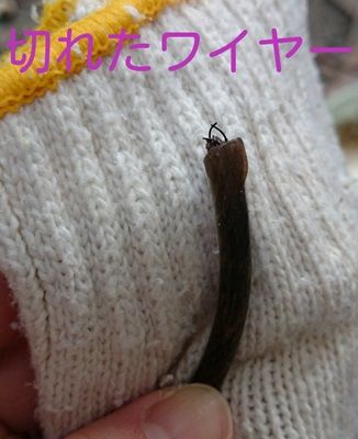 元気なミックス犬用に係留用チェーンをお作りさせて頂きました 鎖屋兄弟の奮闘記