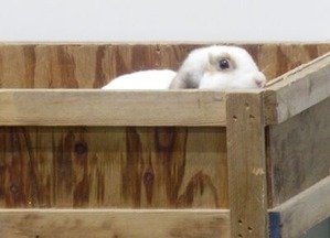 ふれあいファームのウサギさん