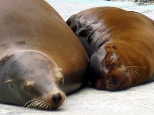 �������Υ���å���Ȥ��줵�󥢥���