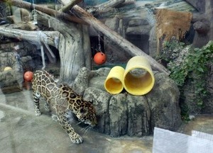 �����ʥ��㥬������