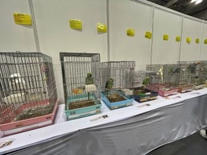 様々な鳥さん達