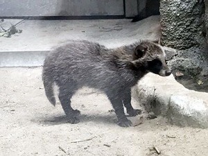 ŷ����ưʪ��λҥ��̥�����2