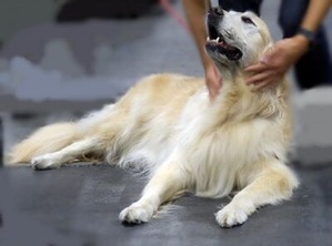 会場内で寛ぐゴールデンレトリバー