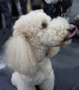 会場内に居たスタンダードプードル
