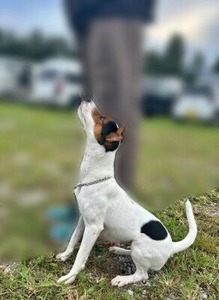 パーソンラッセルテリアのレイちゃん